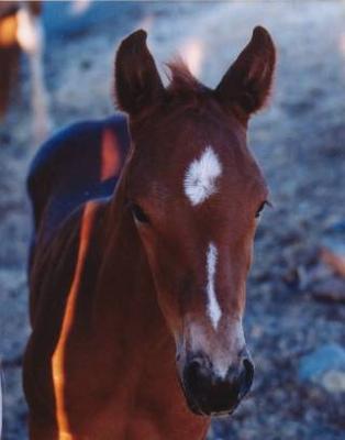 i love my horse