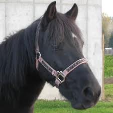 The Kind Of Horse I Want