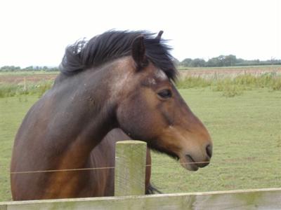 Storm, a horse from where I ride