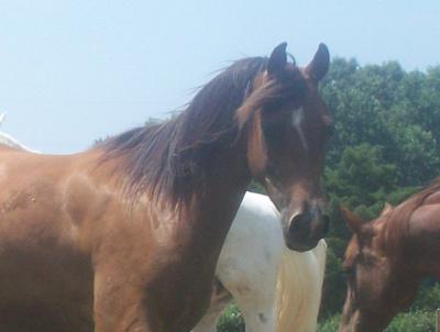 Mandy (one beautiful horse)