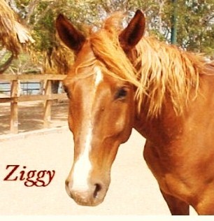 my favoruite horse