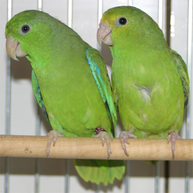 parrotlets