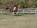 my horse doodle bug running in our field