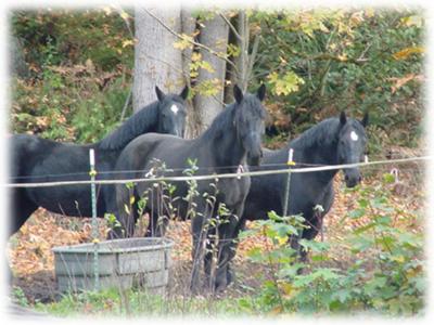 these r my three horses bonnie, bonnet, and barbie