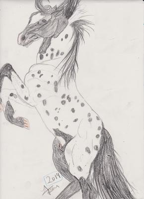 Appaloosa