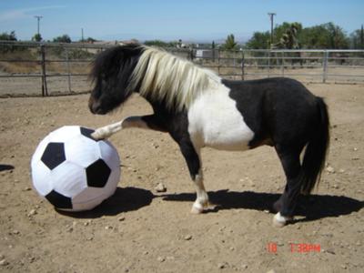 A Mini Horse 2.jpg