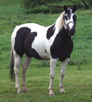 This if one of the most beautiful horses that I haveever seen!!!