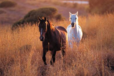 2 Wild horses