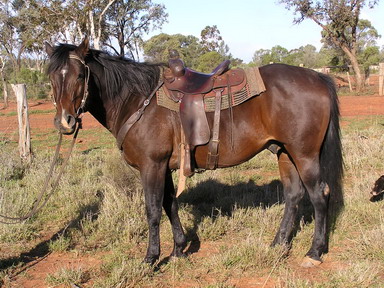 one of dads horses