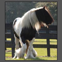 This ia a Gypsy Vanner they are one of my favorite horse breeds.