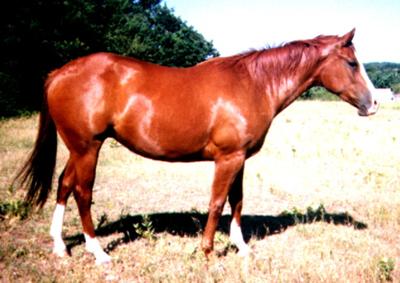 a horse at my stables