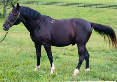 Him now.... eating all of the grass he wants and becoming fat. :)