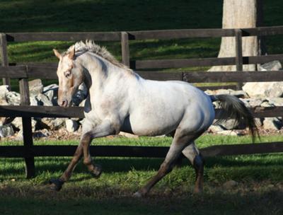 The awesomest horsey EVER