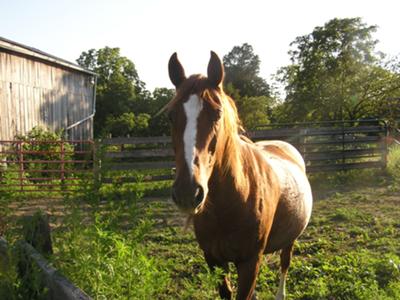 This is Thunder. Thunder recently passed away but he is still in my family's heart.