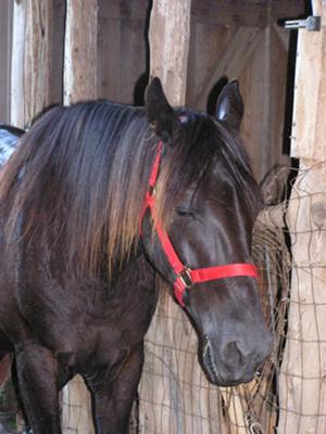 This is Blackie! He is very sweet and loves to be rode.