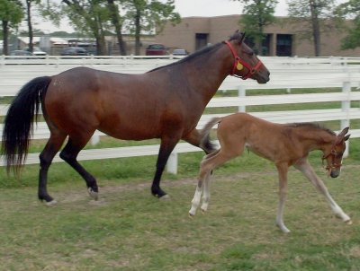 My horse and my cousins foal