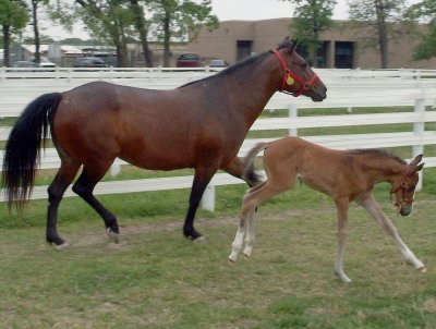 My horse and my cousins foal