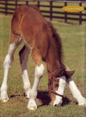 I love clydesdale foals