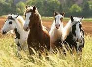 I don't have a horse right now...but i will soon!
