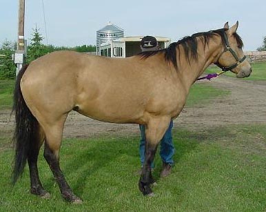 this is my horse cinnamon