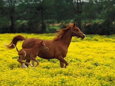 Coco and her foal Moca