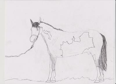 A pencil drawing of a paint Thoroughbred horse. The horse is standing still, facing the observer, and wearing a halter with a lead rope attached.