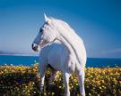 A horse that looks exactly like Snowball. :)