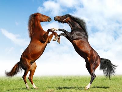 fighting horses