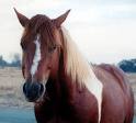 my horse foxy in her field