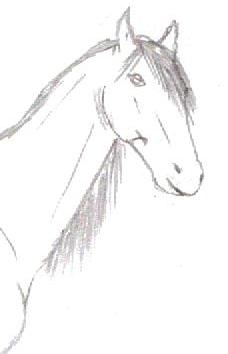 A pencil drawing of a horse's head and its neck.