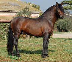 this is chopper the stallion top horse of dressage