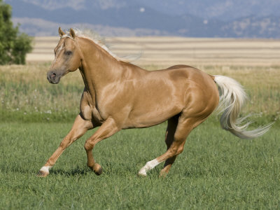 Cheveyo