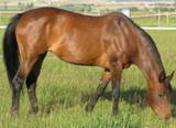 My horse cobell