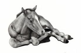 A pencil drawing of a foal laying down. The foal has a white stripe on its face.