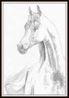 A pencil drawing of an Arabian horse. The drawing shows the head, neck, and part of the horse's body.