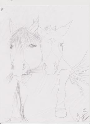 haflinger mare and foal drawing