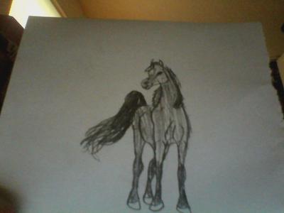A pencil drawing of an Arabian horse standing still facing the observer. The horse has a star marking on its head.