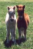 Twins from one of our horses
