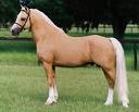 My horse 'Goldie'