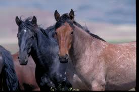 star (black) and dusty (brown)