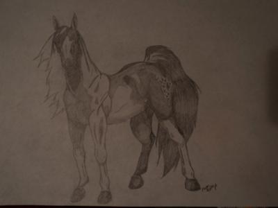 A pencil drawing of a paint horse standing still. The horse has a white blaze and white stockings on the front right and hind left leg. The artists signature is near the bottom right hand corner.