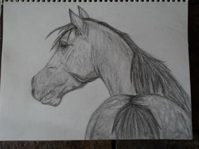 A pencil drawing of a horse. The horse is standing facing away from the observer and is looking up and to its left.