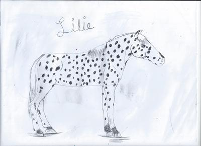 lily 