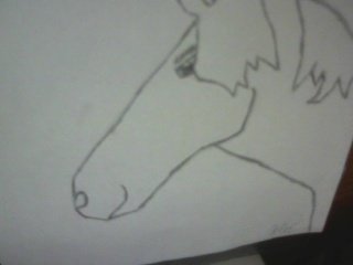 A pencil drawing of a horse's head.