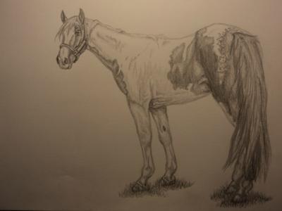 A pencil drawing of a paint horse standing still and looking back over its shoulder towards the observer.