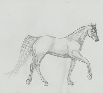 Arab Type Pony