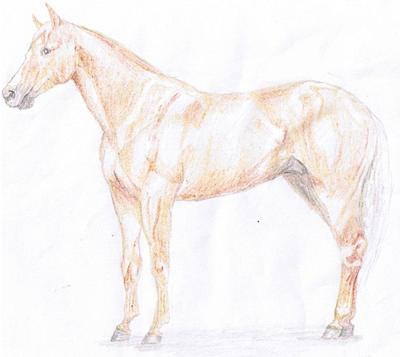 A drawing of a chestnut horse stand still. The horse has a white star and a snip.