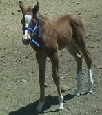 A chestnut foal with a white blaze wearing a blue halter standing in a field. The foal also has two white pasterns on its front legs and two white socks on its back legs.