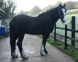 My dream horse