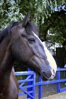 The horse I ride 